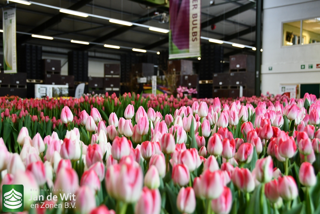 Tulip Trade Event Jan de Wit en Zonen B.V.